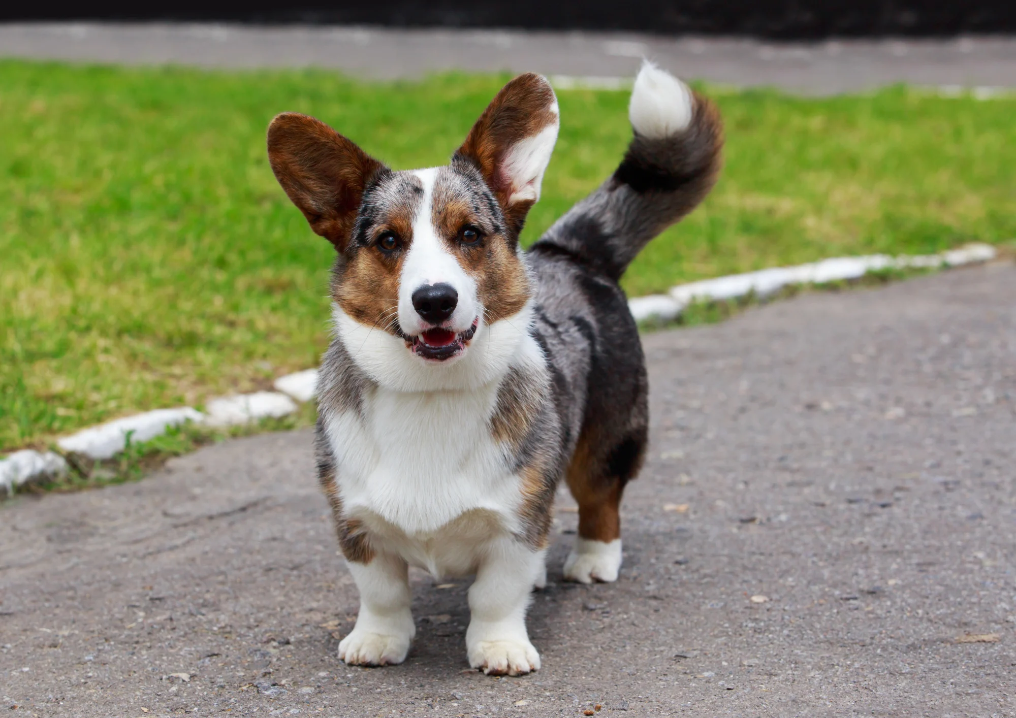 Chien de race Welsh Corgi Cardigan